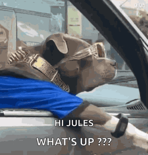 What Dog GIF