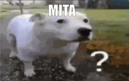 What Dog GIF