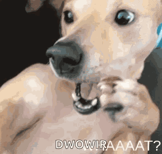 What Dog GIF