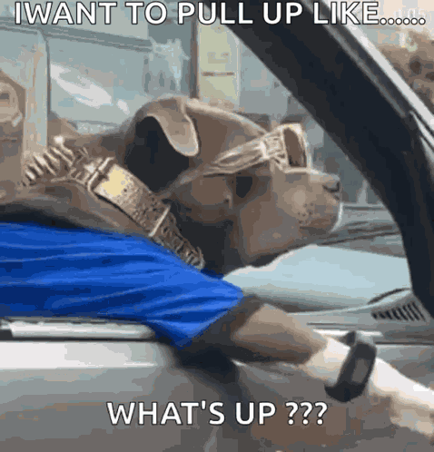 What Dog GIF