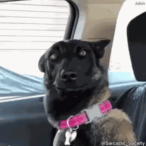 What GIF