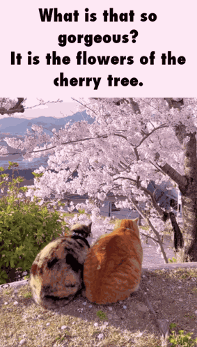 What Is That So Gorgeous It Is The Flowers Of The Cherry Tree Chinese Poem GIF
