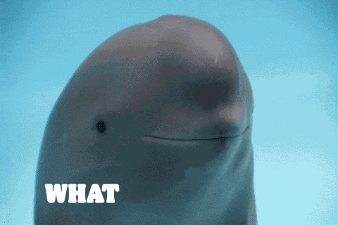 What The Fun Funny GIF