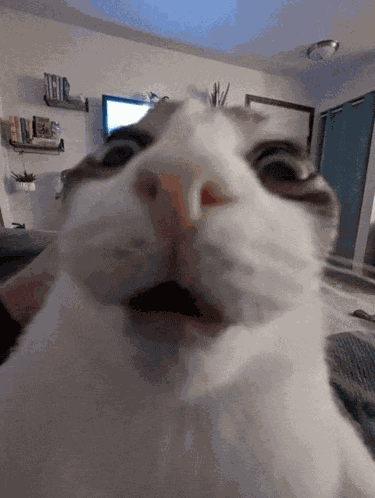 What The Sigma Cat Cat Reaction Meme