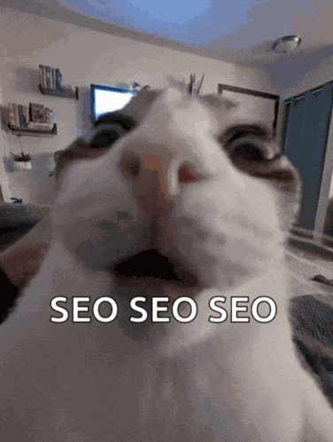 What The Sigma Cat Cat Reaction Meme