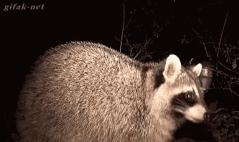 What You Looking At? GIF