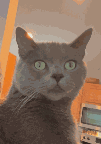 Whatever Whatevs GIF