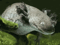 When You Hear Something Ridiculus Axolotl Meme