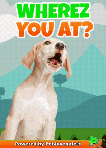 Where You At Where R You Whats Up Funny Love Gif Where R U Where You At Call Me Funny Gif GIF