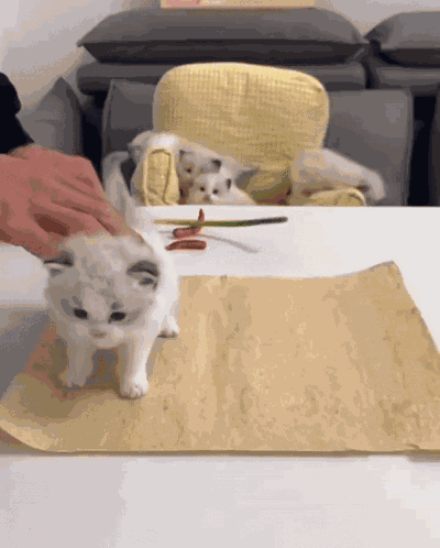 White Cat Burrito GIF