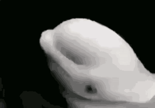 White Dolphin Shake GIF