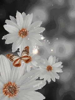 White Flowers GIF