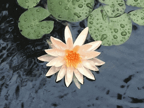 White Lotus GIF