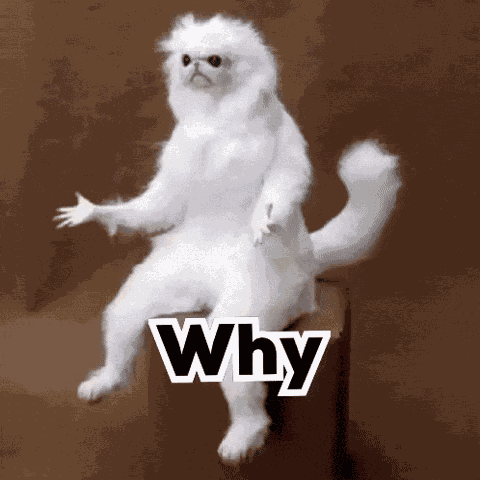 White Monkey Cat GIF