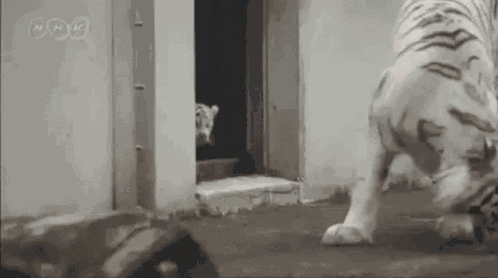 White Tiger Funny GIF