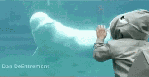 White Whale Lol GIF