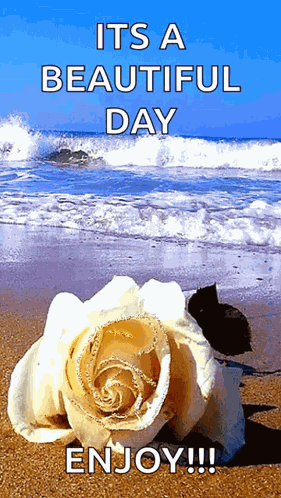 White White Rose GIF
