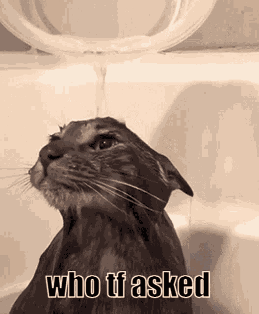 Who Asked Who Tf Asked GIF