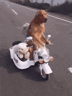 Who Let The Dogs Out We Rock GIF