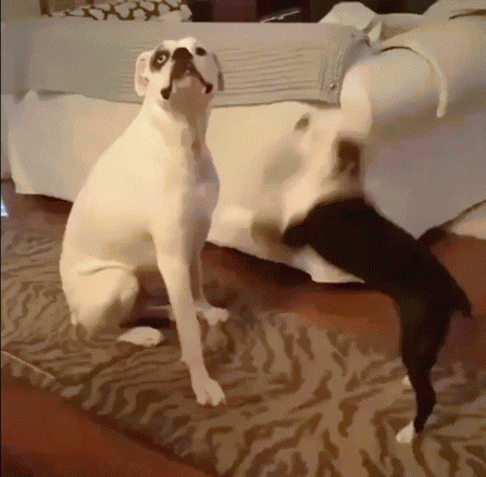 Whoosh Joke GIF