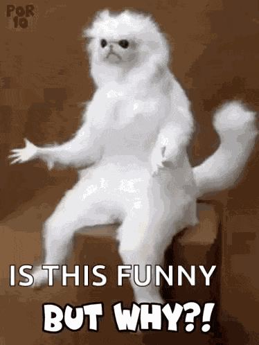 Why Persian Room Cat Guardian GIF