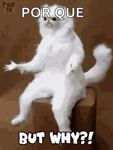 Why Persian Room Cat Guardian GIF