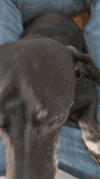 Wiener Dog Dachshund GIF