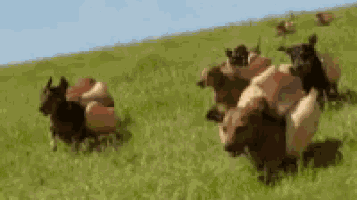 Wieners Dogs GIF