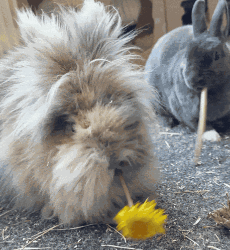 Wifiaddicted Bunny GIF
