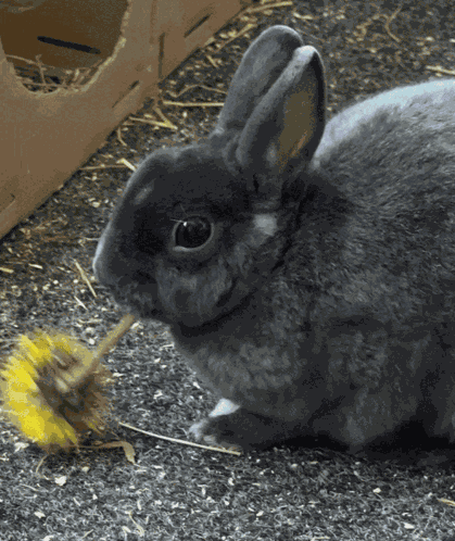 Wifiaddicted Silly Lilly GIF