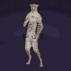 Wild Savannah Cheetah GIF