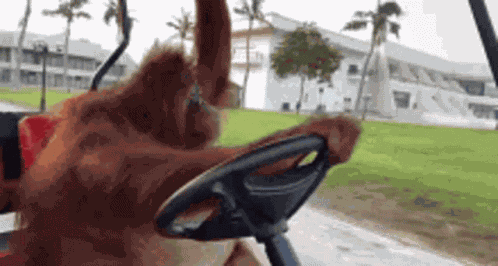 Wildfireuv GIF
