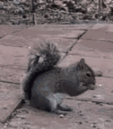 Wildlifecam Twitch GIF