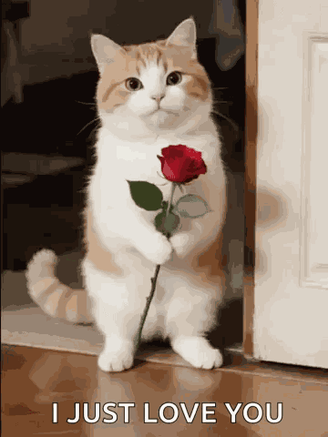 Will You Be Mine Will You Be My Girlfriend GIF