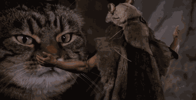 Willow Cat GIF
