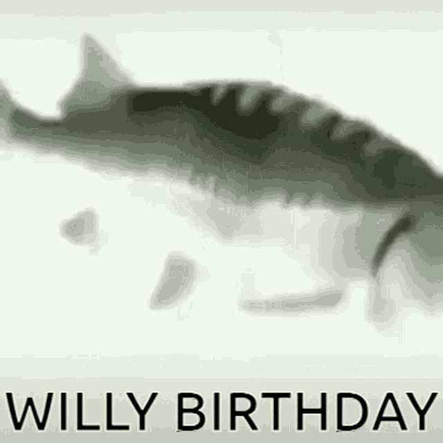 Willy Burgatley GIF