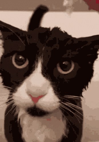 Wimble Cat GIF