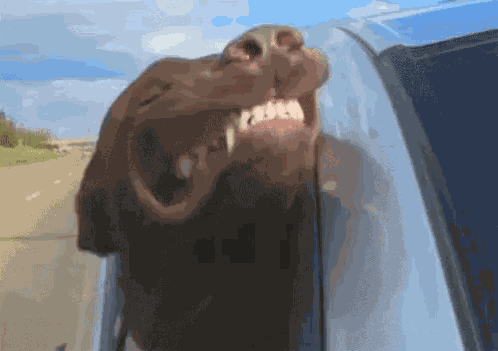 Wind Dog GIF