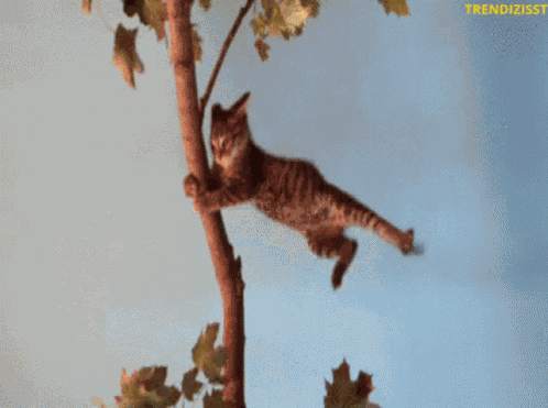 Wind Storm GIF