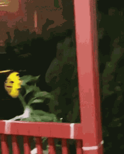 Wind Windy GIF