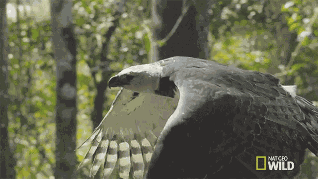 Wings Flapping Keen Eyed Killer GIF