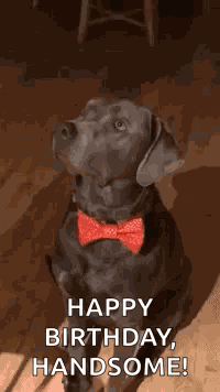 Wink Dog GIF