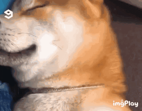 Wink Doge GIF