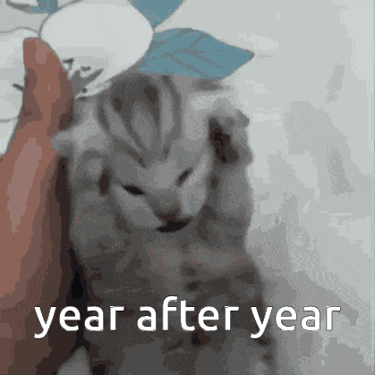 Wish You Were Here Cat GIF