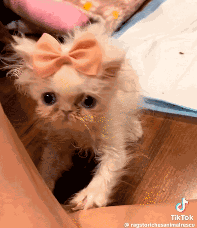 Wisp Kitten GIF