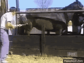 Wl GIF
