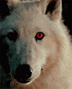 Wolf GIF