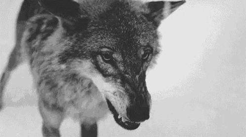 Wolf Angry GIF