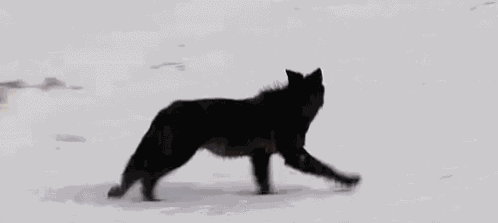Wolf Black GIF