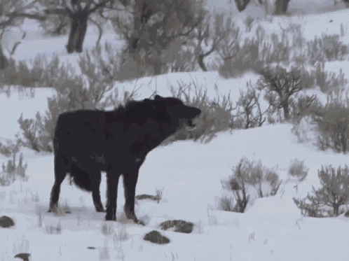 Wolf Black Wolf GIF